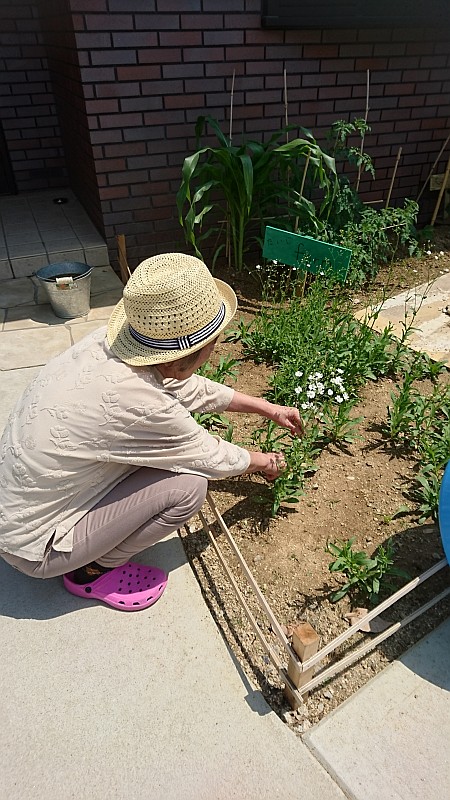 庭のかすみ草