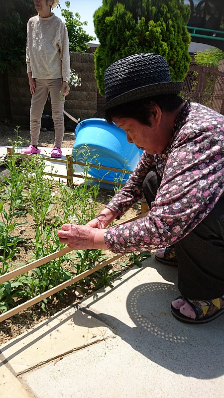 庭のかすみ草