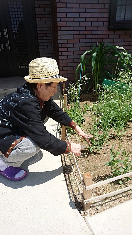 庭のかすみ草