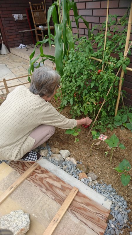 トマト収穫